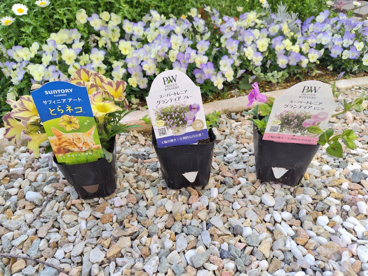 meg🏡🌼 tweet media