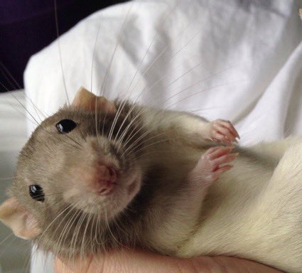 Rat 🎀 tweet media