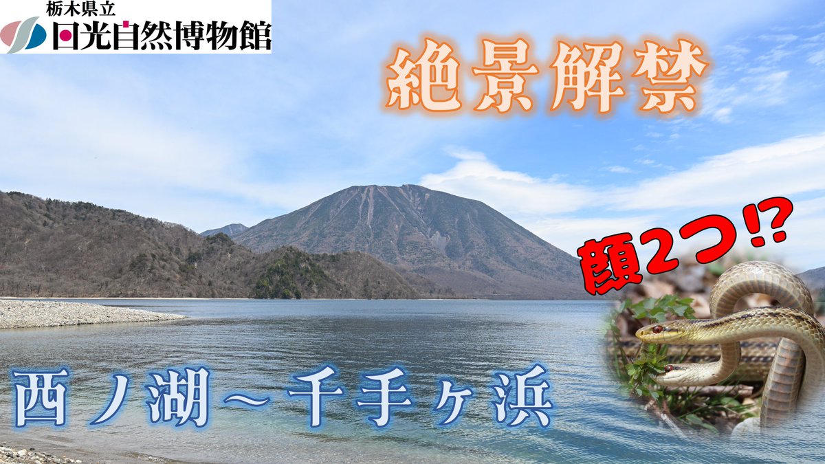 日光自然博物館 tweet media