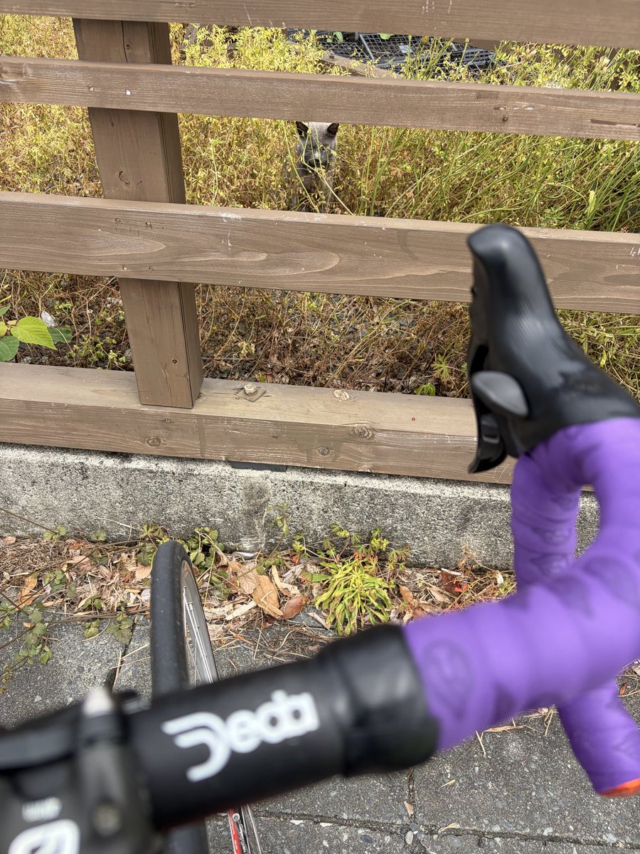 variant2064's tweet photo. 自転車と猫 https://t.co/RRs1V5A1fy