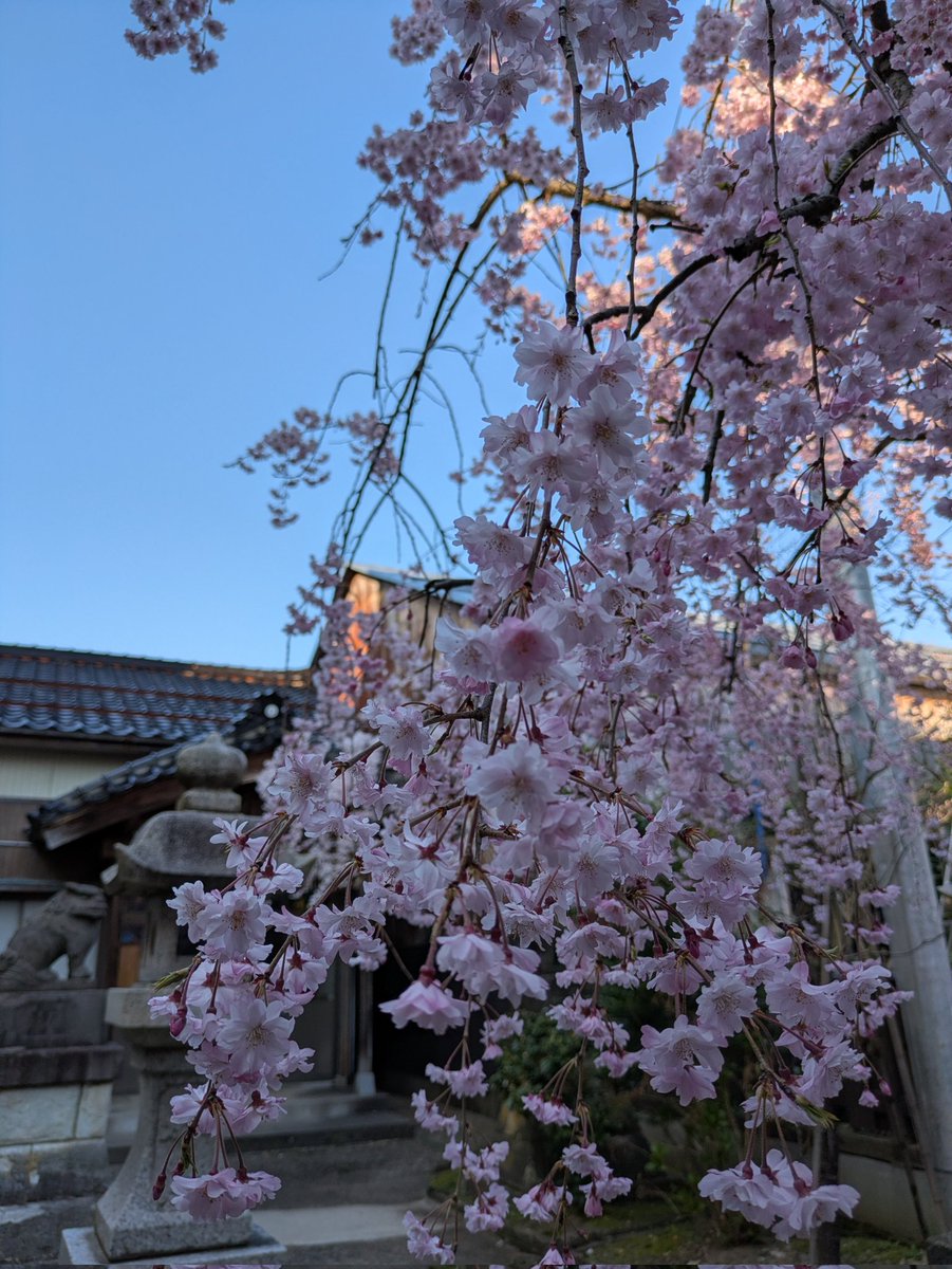 QI35007's tweet photo. もう今は咲いてたかもしれませんが、北三条で至る所で桜が咲いていました。画像用に同じ色の桜はあまりなくどれも個性豊かな桜でした。とくに真ん中の桜は北三条駅を降りてすぐにあるので、もしきになる人は来年してみてください。
#三条市 #選びたくなるまち三条 #学生まちなか https://t.co/TOpBRdkn0k