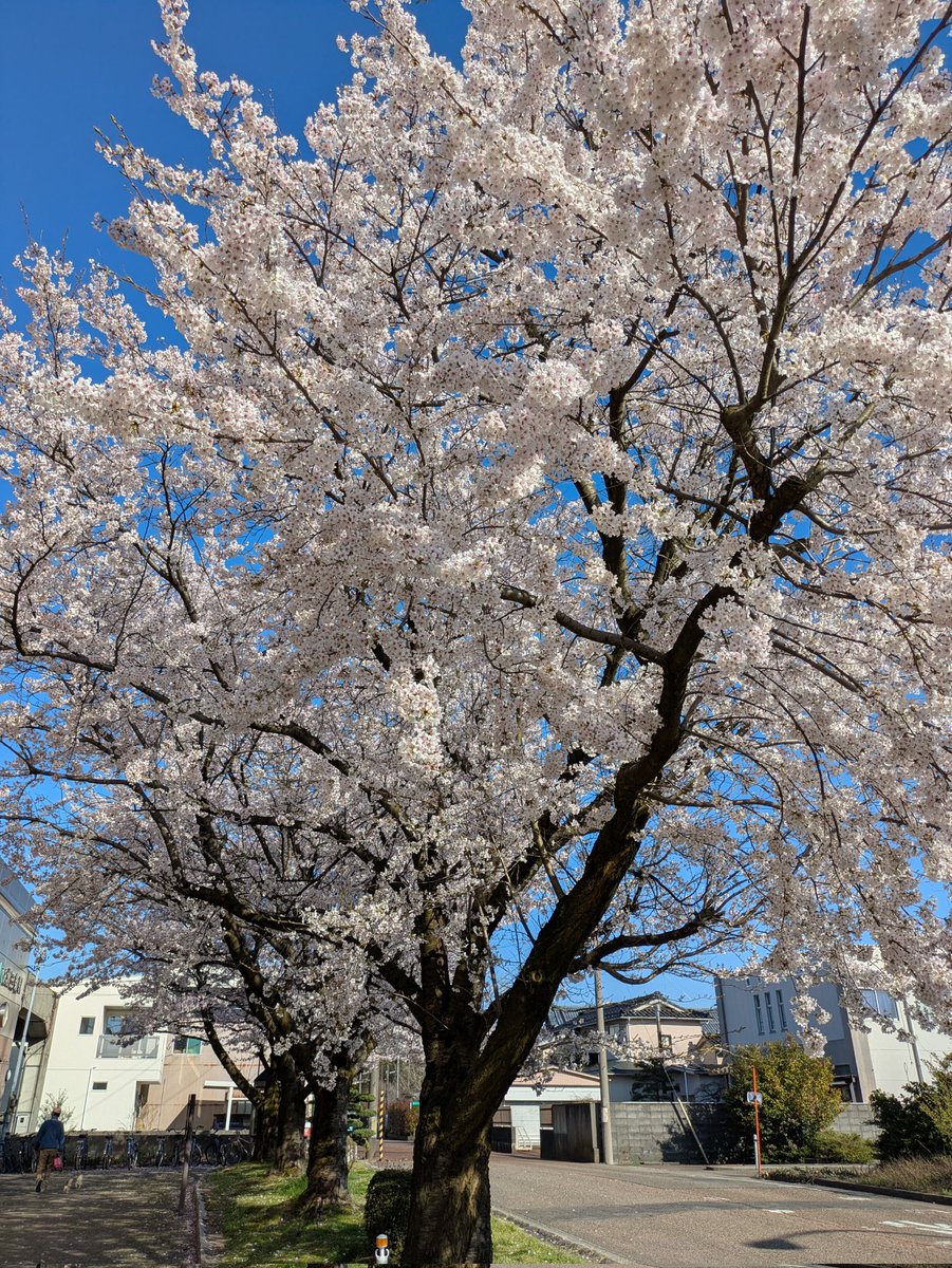 QI35007's tweet photo. もう今は咲いてたかもしれませんが、北三条で至る所で桜が咲いていました。画像用に同じ色の桜はあまりなくどれも個性豊かな桜でした。とくに真ん中の桜は北三条駅を降りてすぐにあるので、もしきになる人は来年してみてください。
#三条市 #選びたくなるまち三条 #学生まちなか https://t.co/TOpBRdkn0k