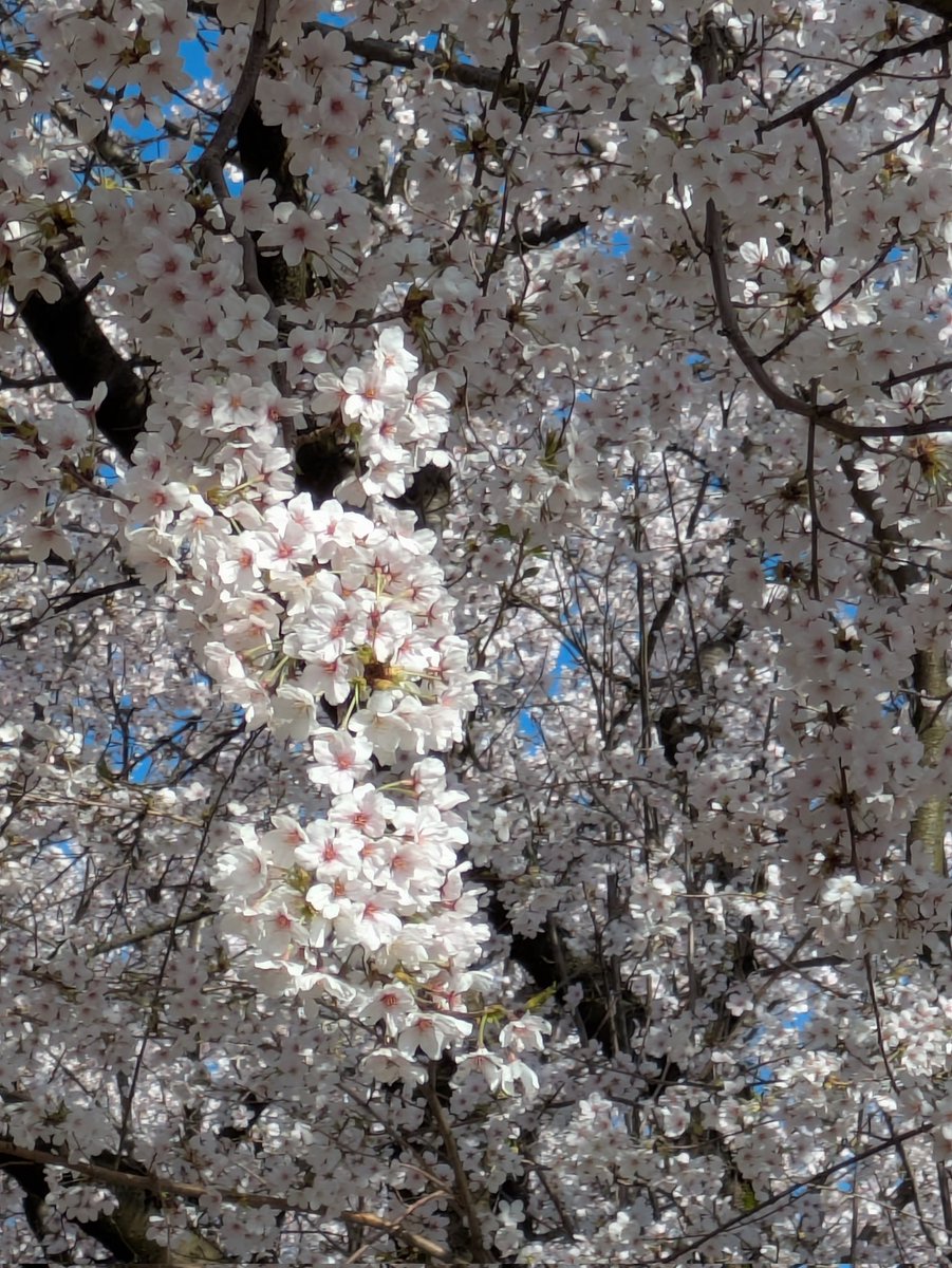 QI35007's tweet photo. もう今は咲いてたかもしれませんが、北三条で至る所で桜が咲いていました。画像用に同じ色の桜はあまりなくどれも個性豊かな桜でした。とくに真ん中の桜は北三条駅を降りてすぐにあるので、もしきになる人は来年してみてください。
#三条市 #選びたくなるまち三条 #学生まちなか https://t.co/TOpBRdkn0k