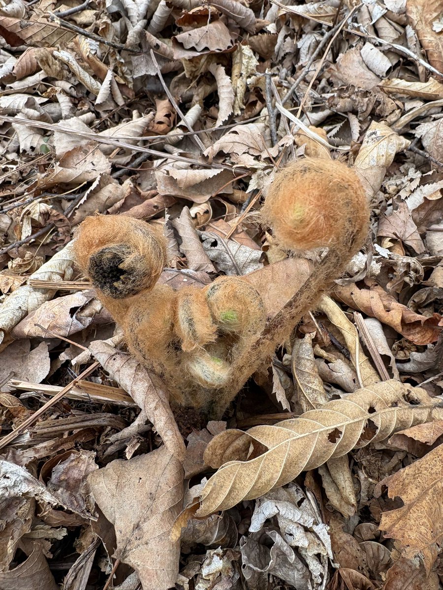 MaxLavr36's tweet image. #forest #adventures