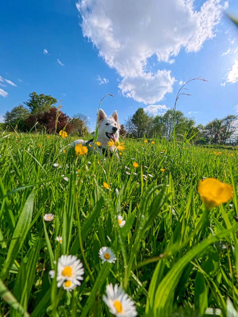 SuperLevure🌲📷 🐶 tweet media