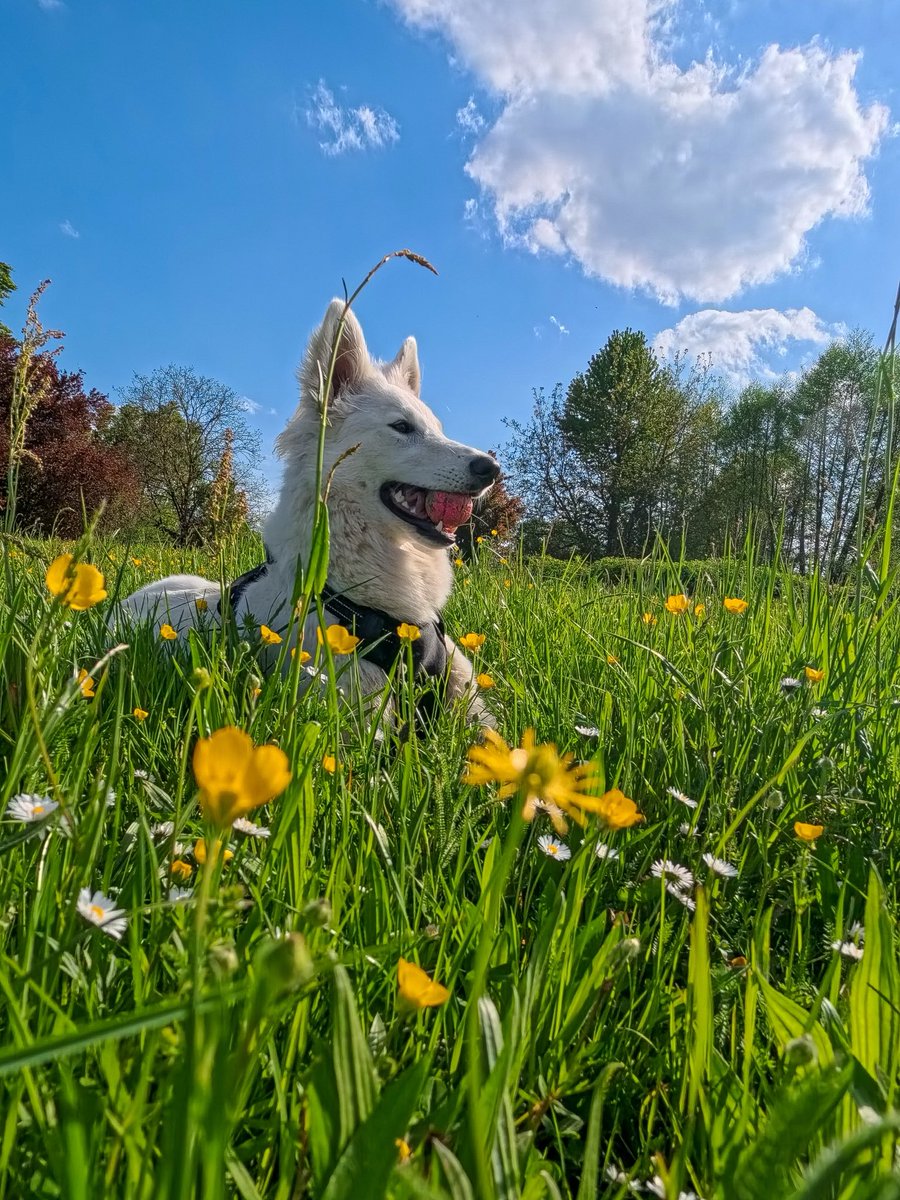 SuperLevure🌲📷 🐶 tweet media