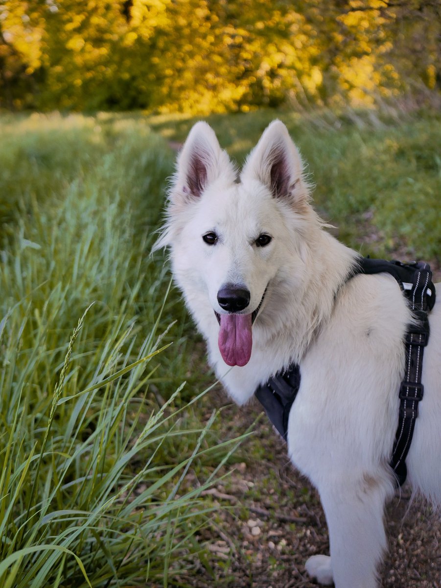 SuperLevure🌲📷 🐶 tweet media