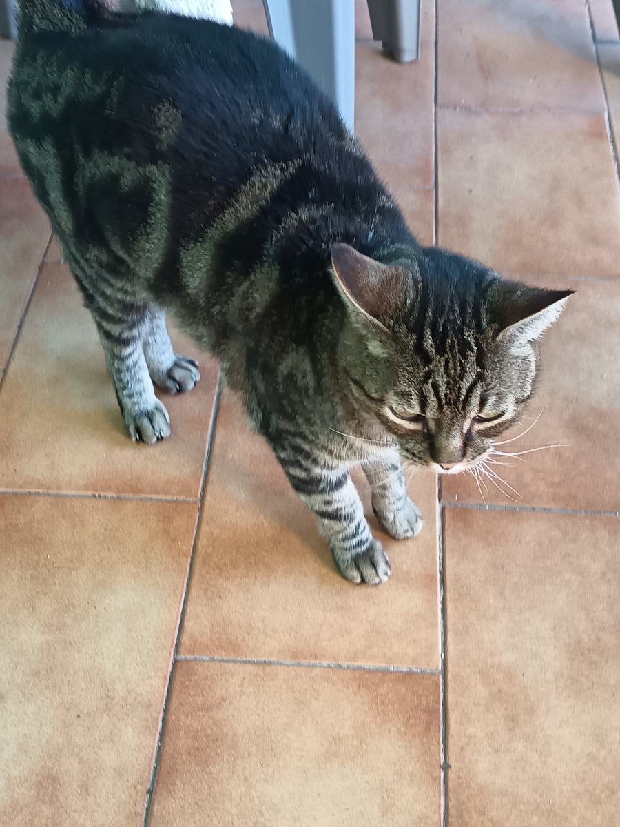 🧁Evangeline♡ྀི ₊ killua of EDTWT(-4kg/12kg!) tweet media