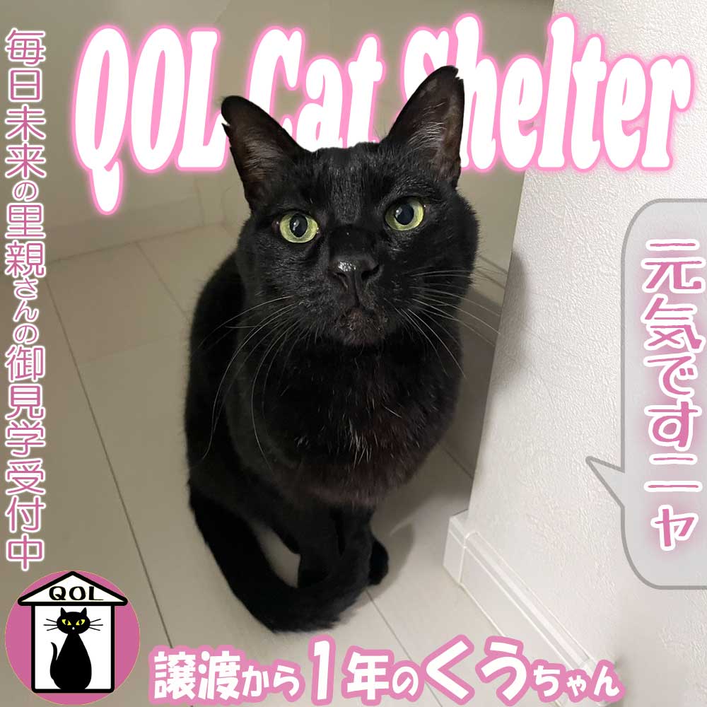 QOL1460067's tweet photo. 里親さん家の家族になって1年。「くうちゃん」の画像と動画が届きました！
▼公式サイト
https://t.co/tBN6REgqxr https://t.co/4x1gyqjN1Z