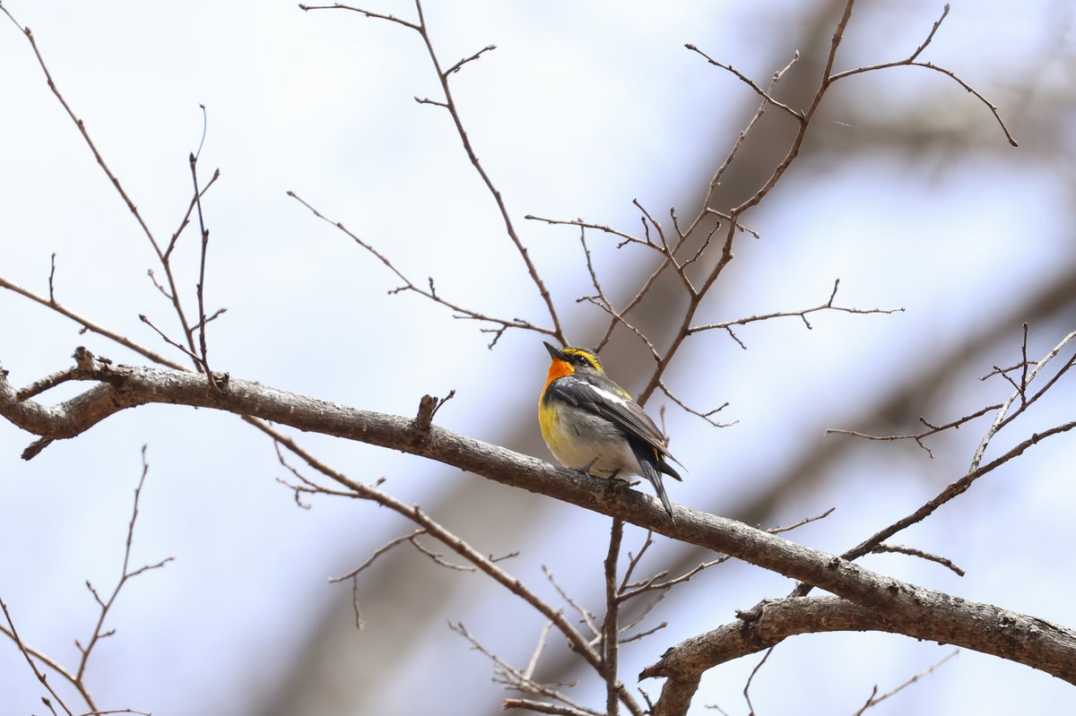 日光自然博物館 tweet media