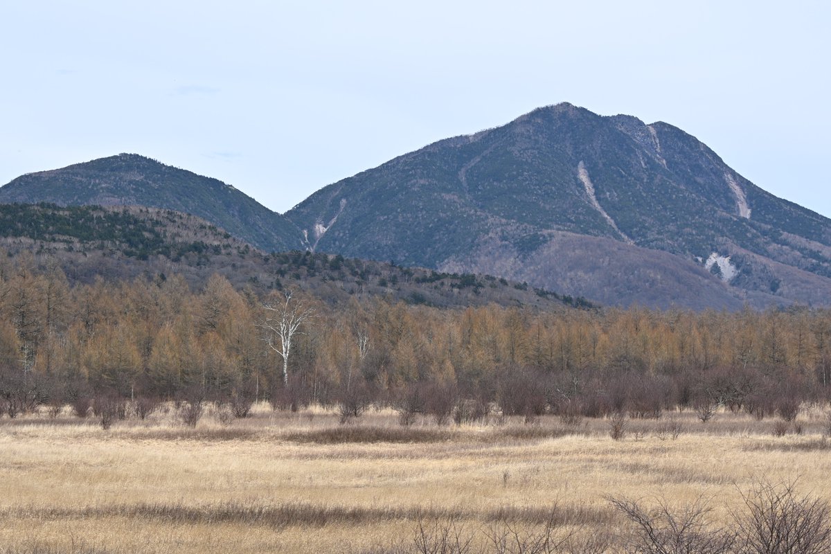 日光自然博物館 tweet media