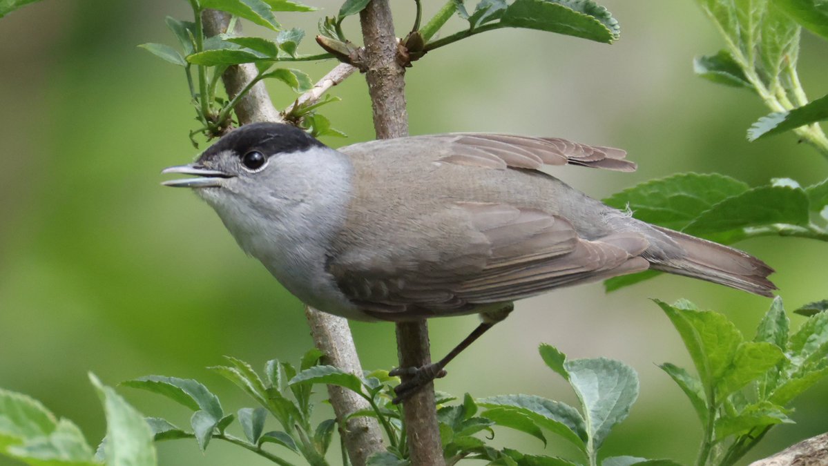 Time to share <a href="/JavaJaneGallery/">JavaJane🎱</a> theme of #SmallBirdSaturday, so here's Derek Dunnock, Gabby Goldfinch, Rebel Robin &amp; Barry Blackcap, all going about their days until they get a camera showed in their faces.

#birds #ECK #CanonR5mkii #photography #birdphotography #ukbirding