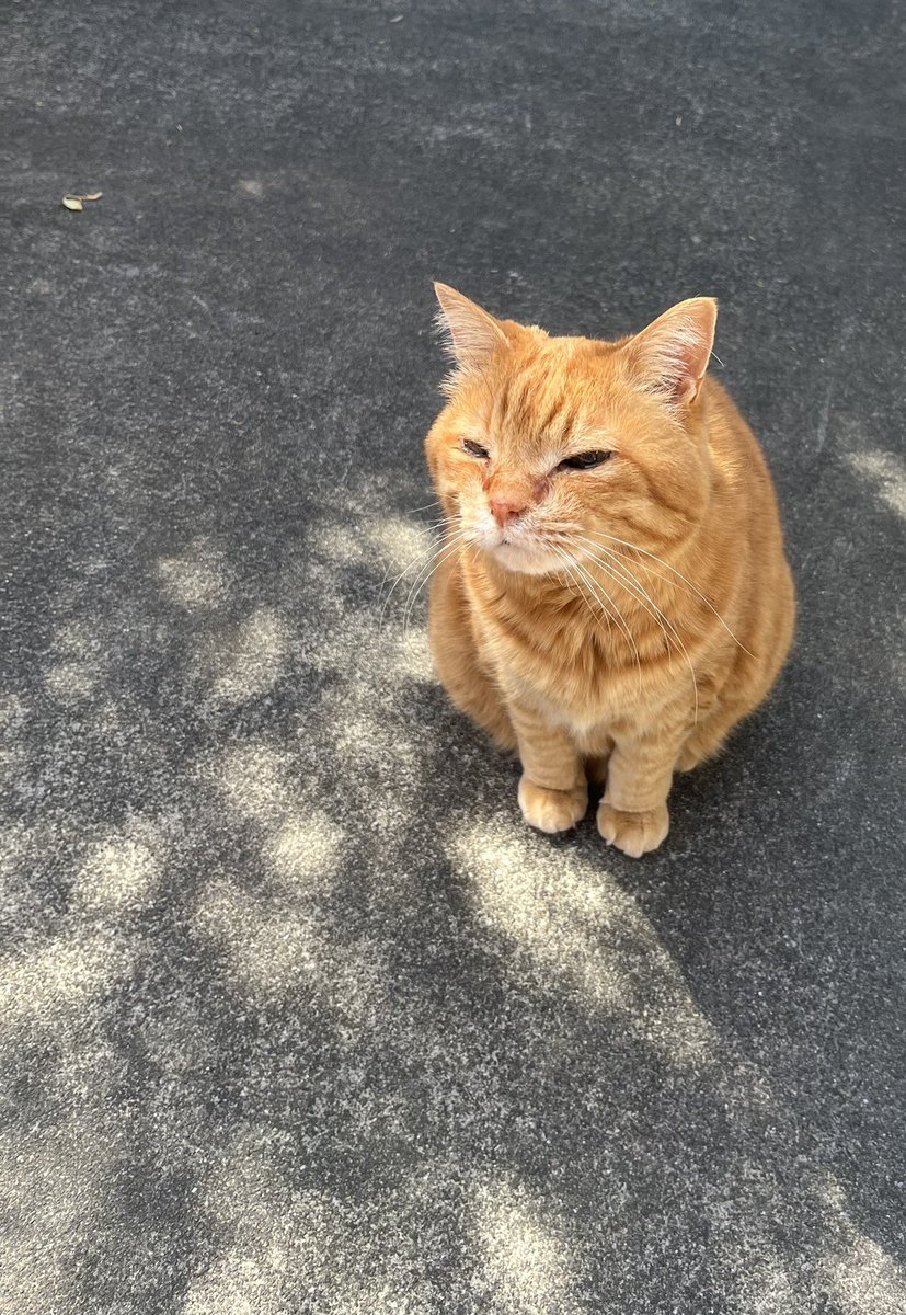 ファニーバニー tweet media