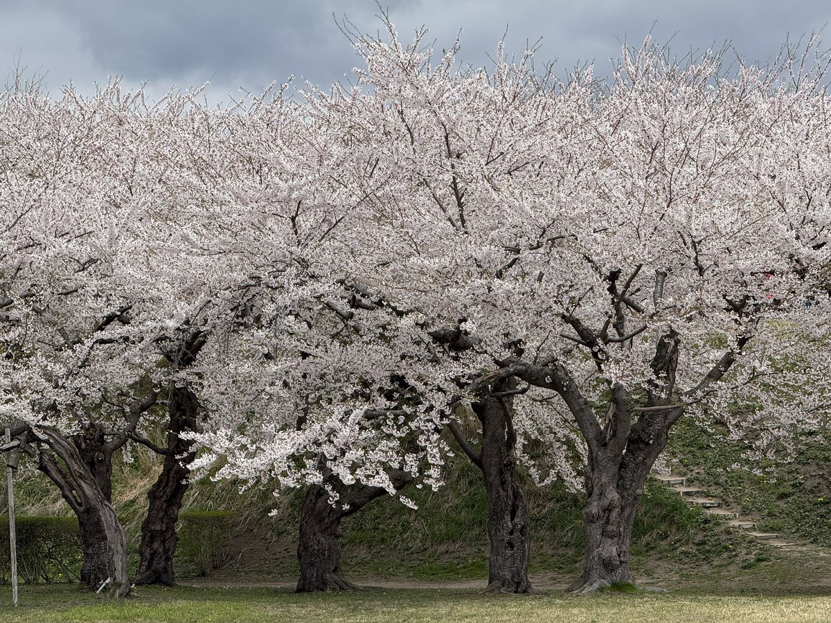 howstep_hikaru's tweet image. 素敵なイベントでした☺️

#Ruby
#rubykaigi
#函館
#五稜郭
#函館山