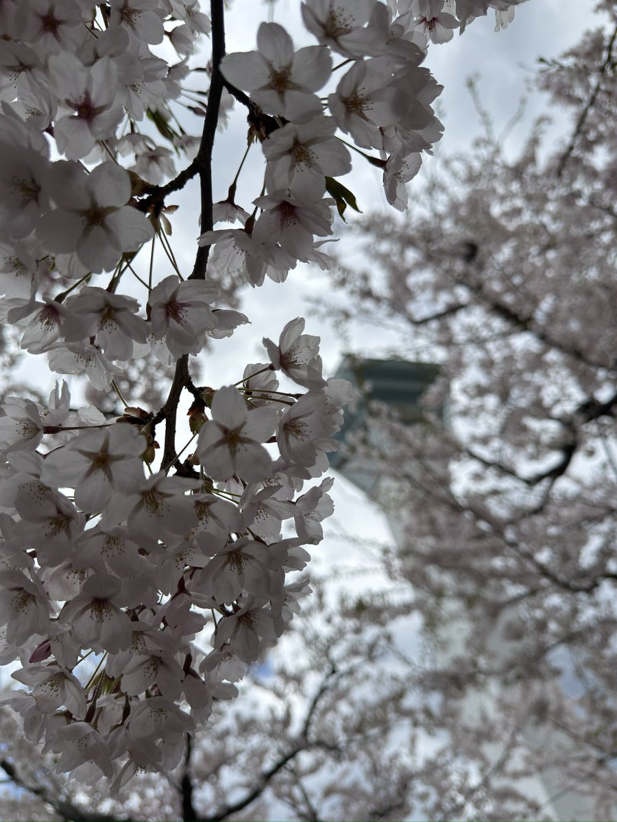 howstep_hikaru's tweet image. 素敵なイベントでした☺️

#Ruby
#rubykaigi
#函館
#五稜郭
#函館山