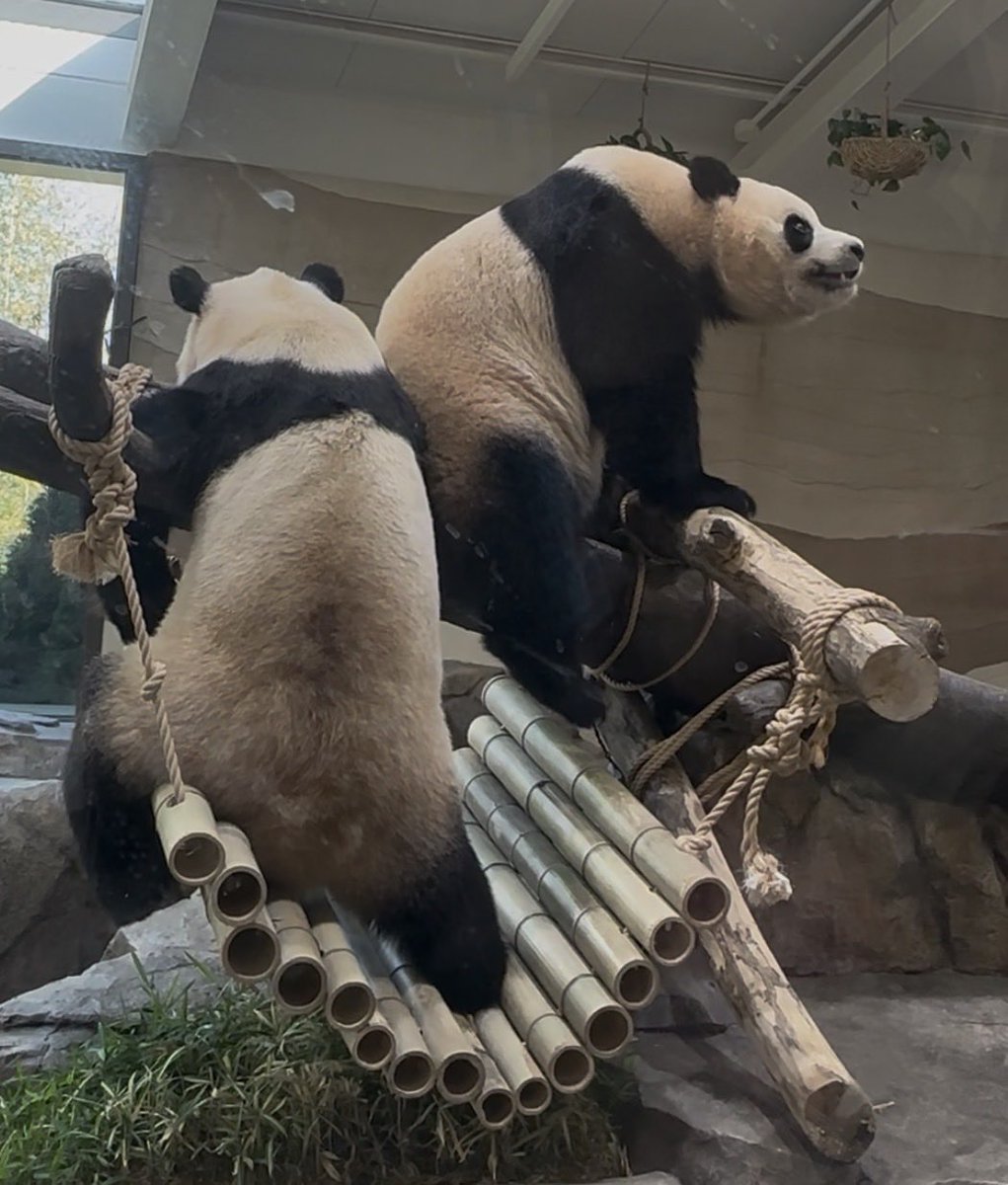 LUKE_パンダ tweet media