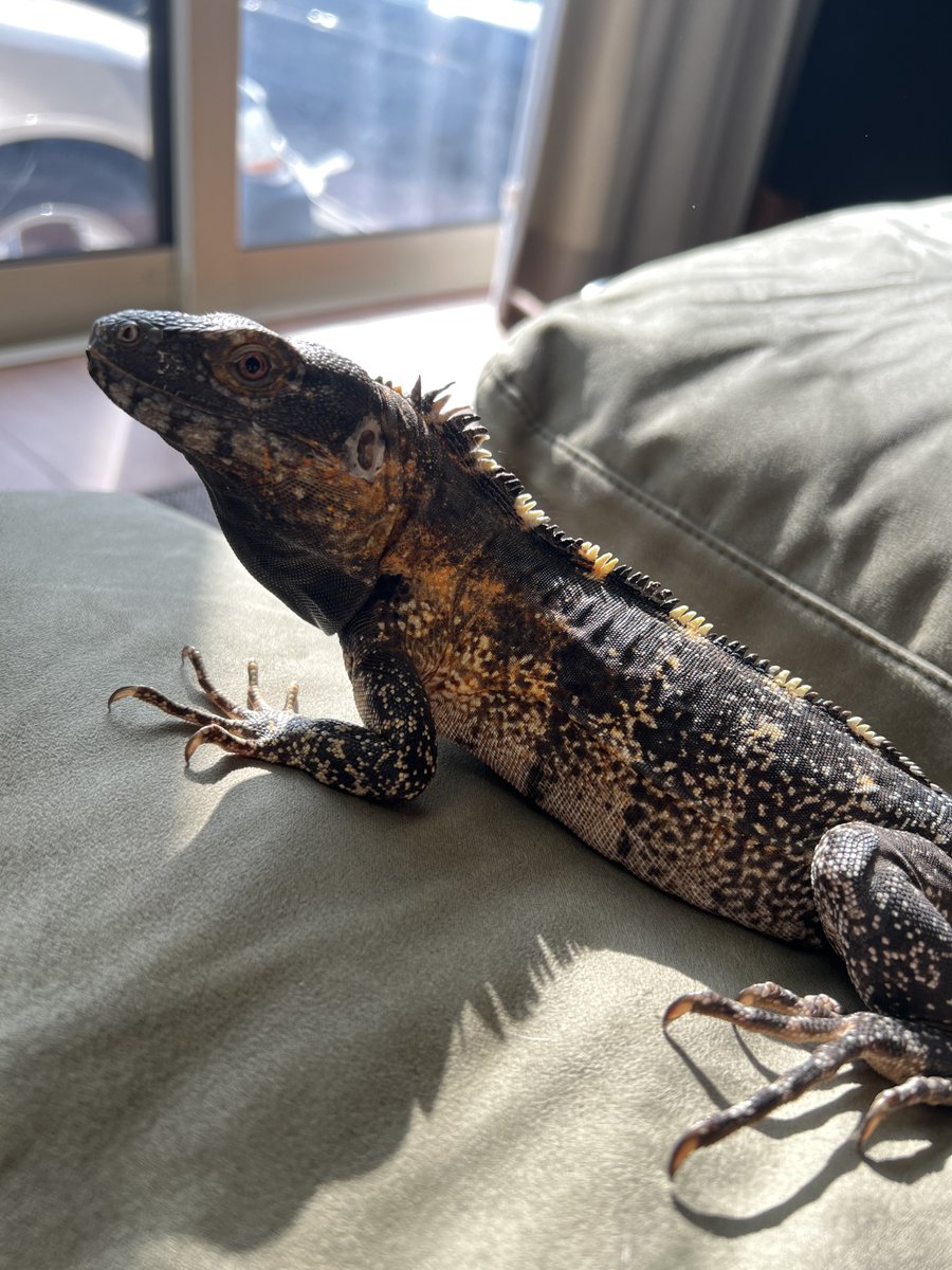 ダイ@攻略塾 塾長 tweet media