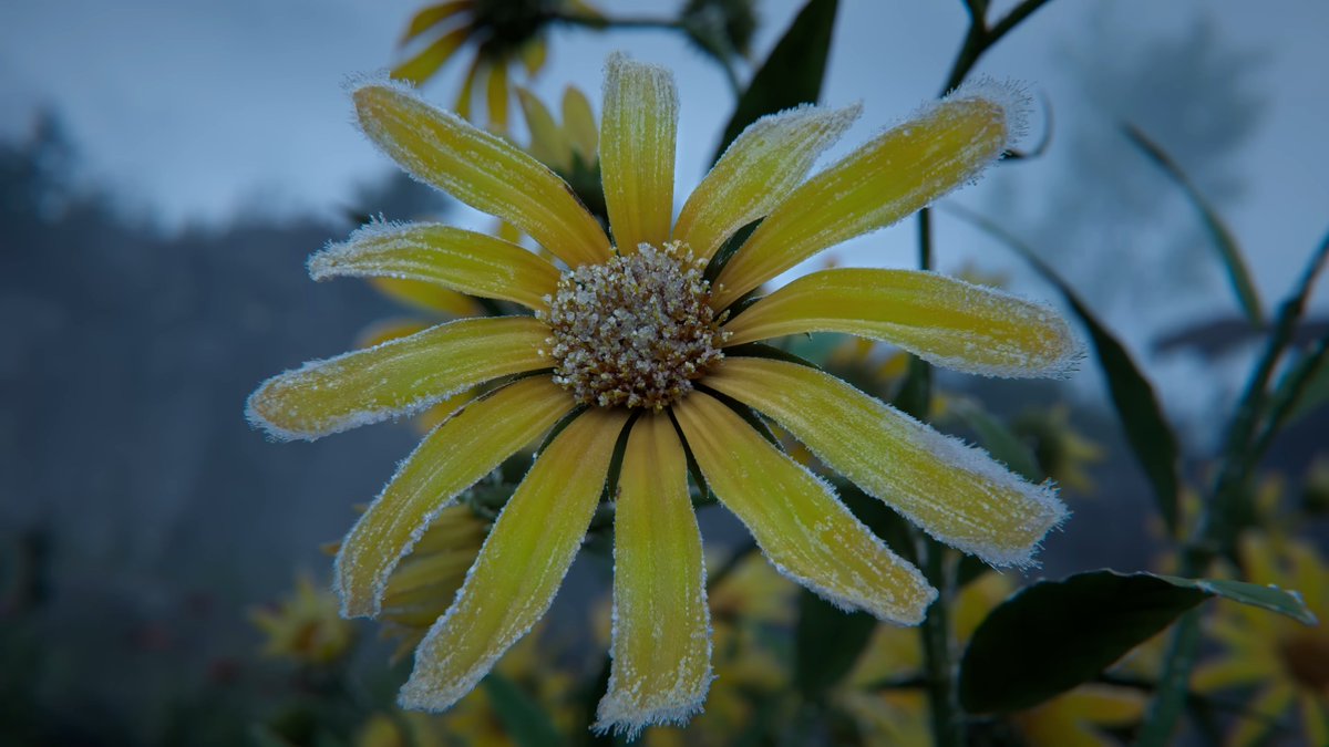 그리고 이것도 신생-창천 생각남...
신생 때 프란셀 처음 만났을 때 자기 어머니가 재해 때문에 커르다스 등지가 눈과 얼음으로 뒤덮이기 전에 좋아하던 꽃이 솜다리(에델바이스)였다고 얘기해줬었는데 다른 것도 아니고 꽃이 어는걸 보여주니까 팍하고 떠오름