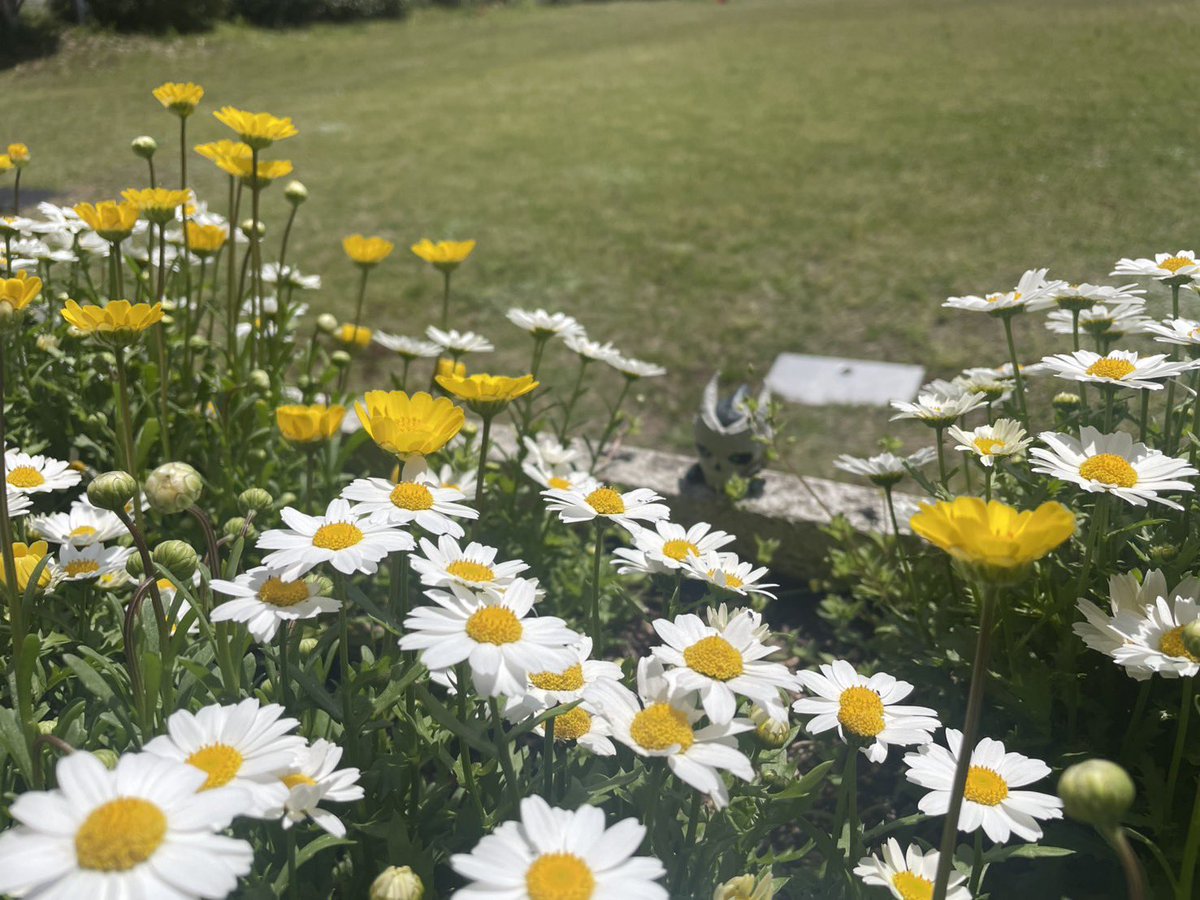 ぎの しゃーく tweet media