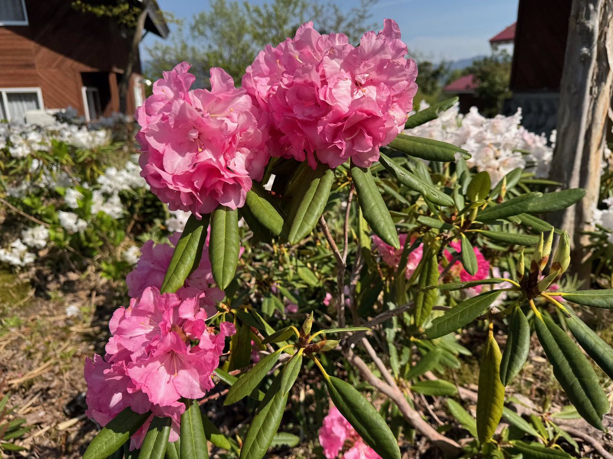 IOX_WALD's tweet photo. 来週は、GW🎌
連休は、春のアローザへ😊✨
コテージ周辺の八重桜、しゃくなげ見頃ですよ🌸💐🌷
山頂まで10分！思わずヤッホーと叫ぶ絶景が望めるゴンドラ遊覧運行🚡
5月2日.3日は、ワン友マルシェ🐶
子どもの室内遊び場🧒👦もOpen❣️
日帰りBBQ🍖もご予約受付中💁‍♀️
是非遊びにお越しください🌈 https://t.co/XTtbumtjN6