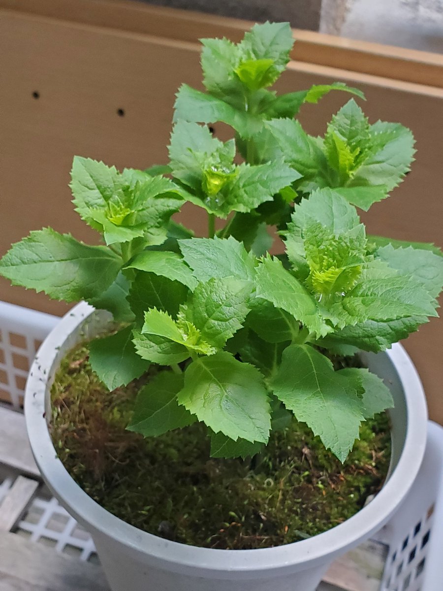 暖かくなったのでラベンダーと桔梗がぐんぐんと育っています🌱
春になって再び芽がでてくると毎年感動とやる気をもらってるなぁ😊