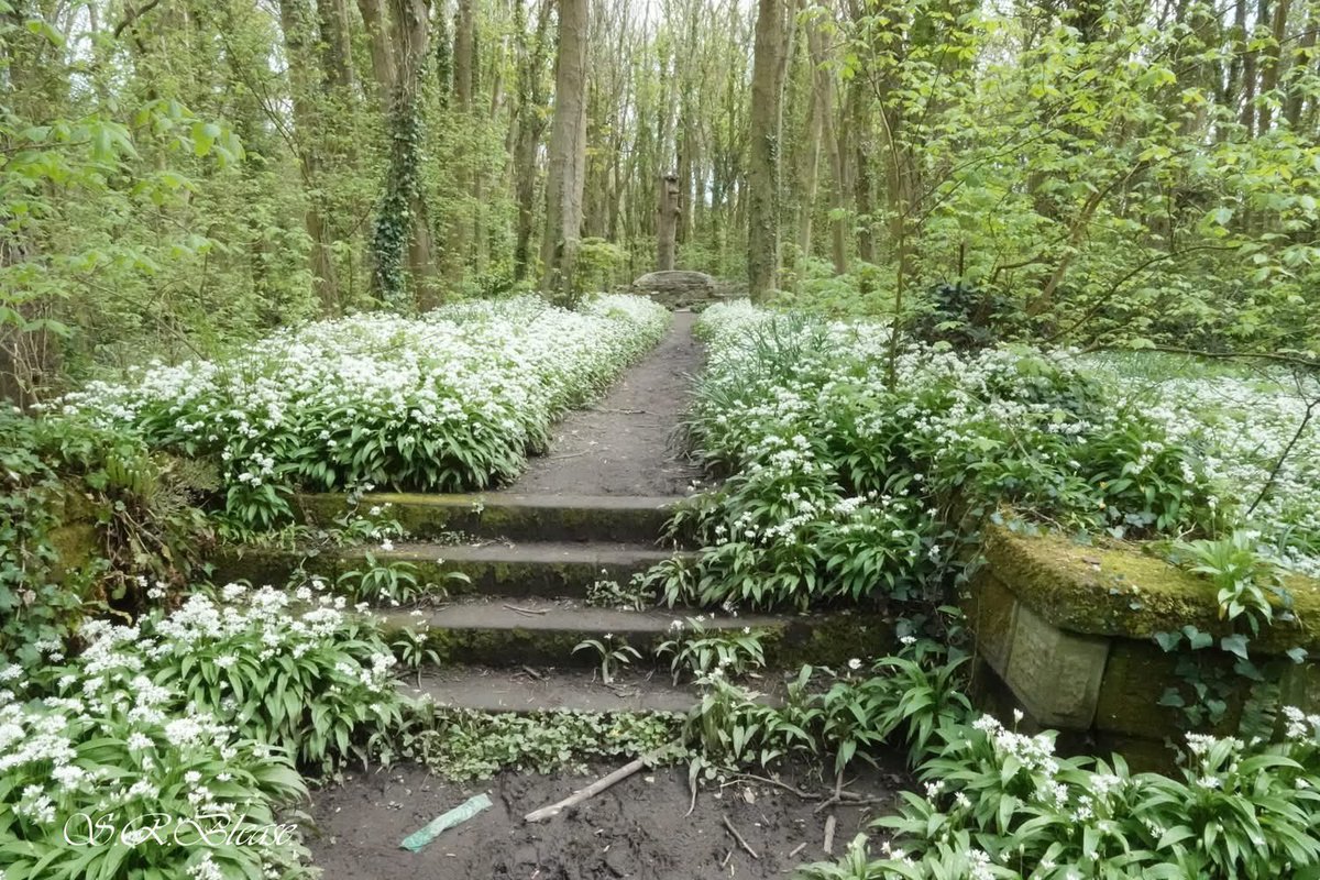 PenrhosSave's tweet photo. How anyone could see this and think to destroy it’s beauty with  a 500 chalet holiday camp & parking for a 1000 space car park 
A tropical swimming pool shops and restaurants… 
When locals and visitors want penrhos to remain as it is,a nature reserve, we want to buy it for our community to look after it as a community please share our tweets @J_Ennis @PamAyres @DeborahMeaden @IfansRhys @RhysMwyn @sueperkins @ThisisDavina @CarlBovisNature @carolvorders  @ZackPolanski @Wrexham_AFC @VancityReynolds 
📸David Vaughan Hughes  Shirley Blease