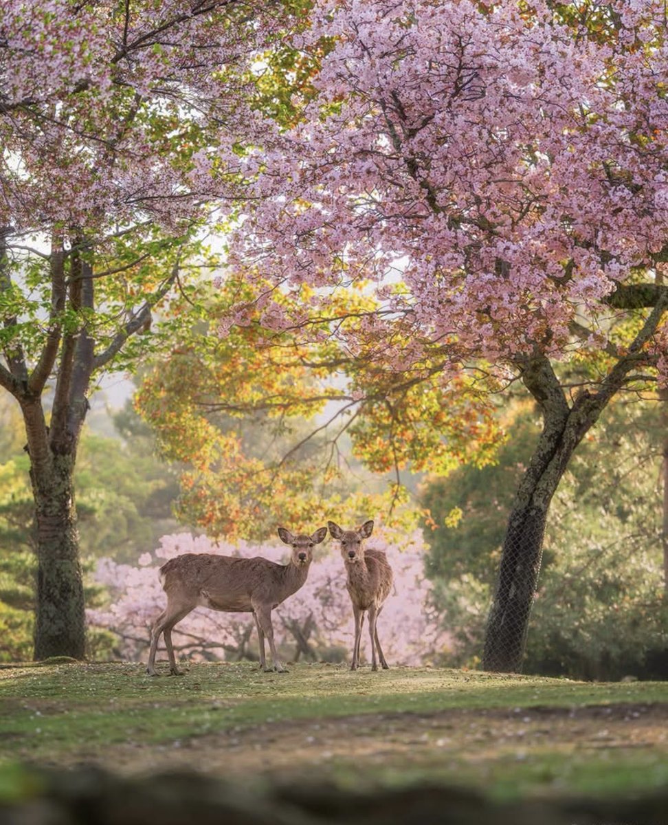 IchkaUB's tweet image. Happy spring day!