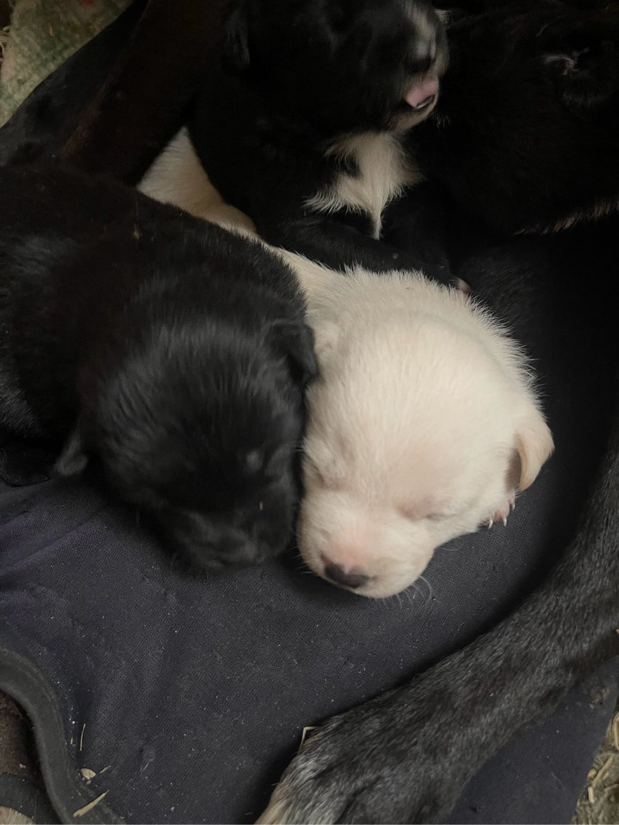 From tiny paws to big adventures—watch your fur baby grow!  Every wag, purr, and milestone is a memory to cherish. #PetGrowth #FurBabyJoy