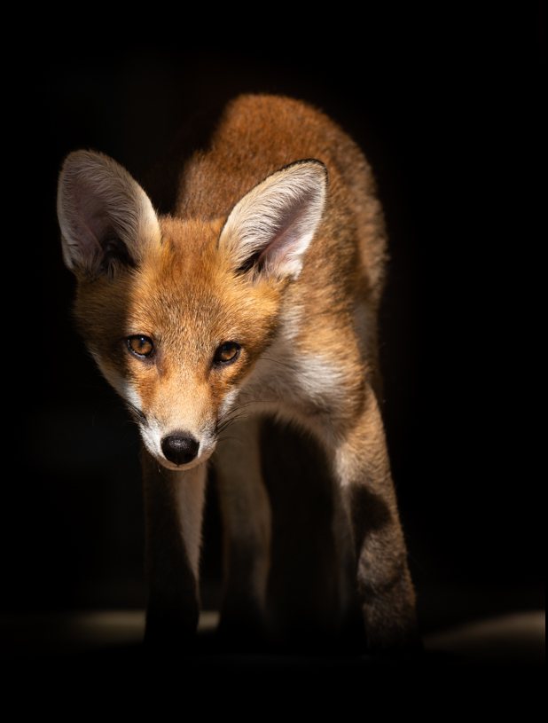 RichardBowler1's tweet photo. So "Trail" hunting now wants to be called "Drag" hunting, but using the same fox hounds trained to follow a fox scent. Same problem different name.
The CA even admit "Trail" hunting will find a way in a BBC article.
https://t.co/OeQ7Q9lyRf
#FoxOfTheDay https://t.co/zYxAIPnDIo