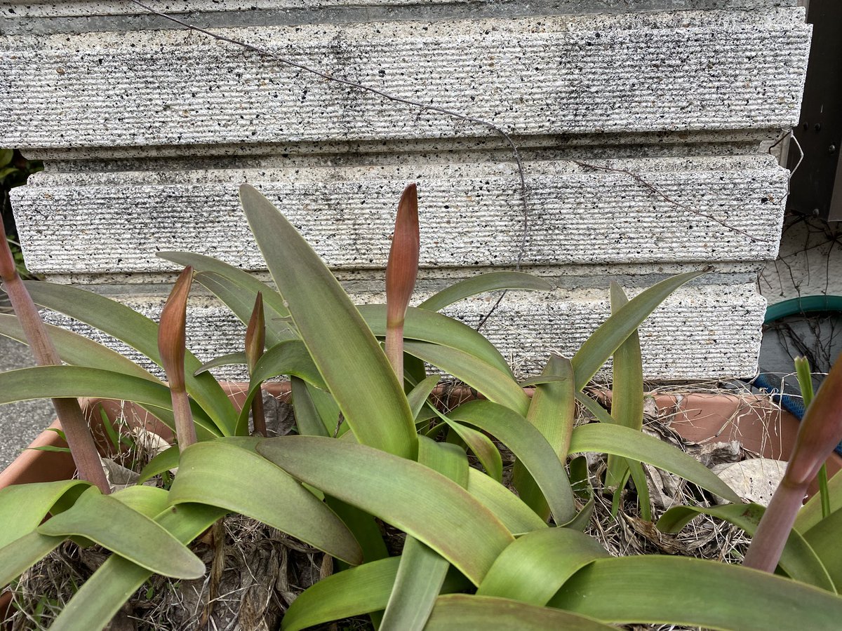 ymch's tweet photo. 植物は強いね。

鉢替えどころか施肥すらせず完全放置のプランター植えのアマリリスは毎年2回咲くし、鳥がタネを運んできたであろう自生アケビに完全に覆われたツツジも毎年咲く。
ツツジは今ほぼ満開。

そういえば、ミツバアケビの新芽って食べられるんだよね。調べたら、結構なお値段で売られてた。 https://t.co/ZgDupbZXNh