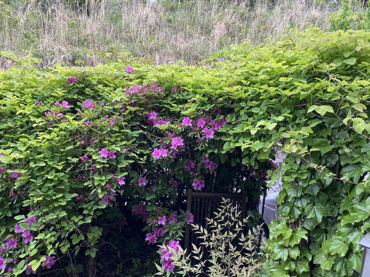 ymch's tweet photo. 植物は強いね。

鉢替えどころか施肥すらせず完全放置のプランター植えのアマリリスは毎年2回咲くし、鳥がタネを運んできたであろう自生アケビに完全に覆われたツツジも毎年咲く。
ツツジは今ほぼ満開。

そういえば、ミツバアケビの新芽って食べられるんだよね。調べたら、結構なお値段で売られてた。 https://t.co/ZgDupbZXNh