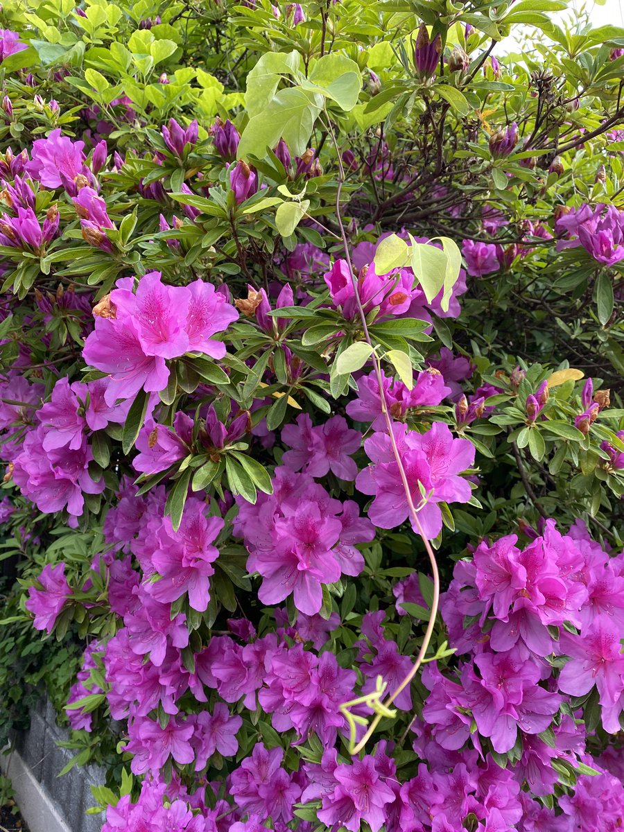 ymch's tweet photo. 植物は強いね。

鉢替えどころか施肥すらせず完全放置のプランター植えのアマリリスは毎年2回咲くし、鳥がタネを運んできたであろう自生アケビに完全に覆われたツツジも毎年咲く。
ツツジは今ほぼ満開。

そういえば、ミツバアケビの新芽って食べられるんだよね。調べたら、結構なお値段で売られてた。 https://t.co/ZgDupbZXNh