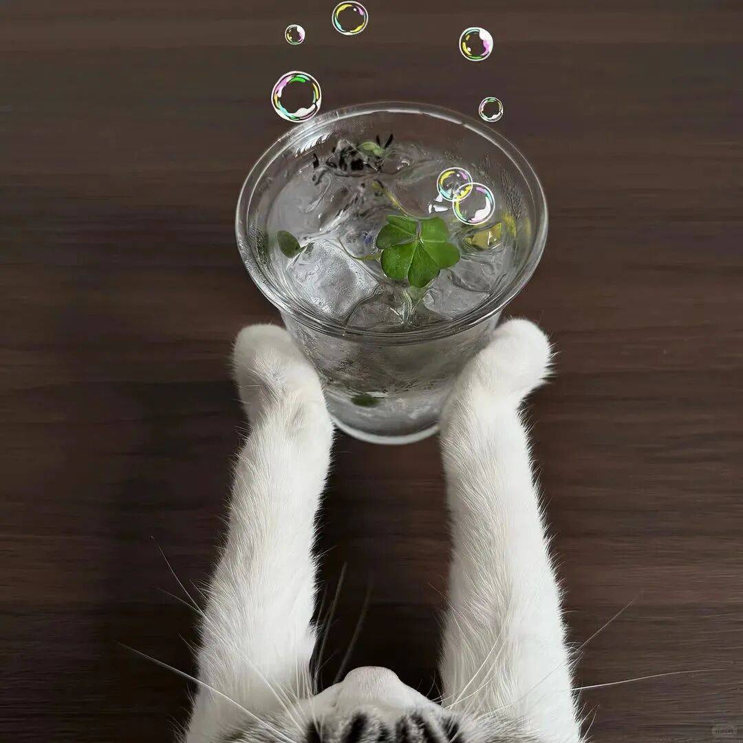 Gaby_kophazi's tweet image. "Home isn’t a place—it’s the warm lap of your fur baby after a long day.  #PetLove #FurBabyMagic"