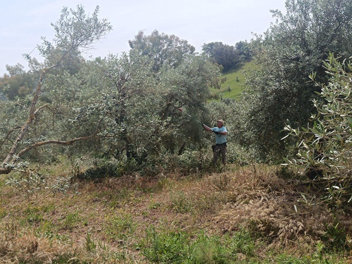 SanromanAlb's tweet photo. En #Coripe con Pepe Godino, alcalde, visitando los tajos de olivar de montaña y el espectacular entorno natural.
Agricultura, turismo y medioambiente, tres actividades que conviven en uno de los municipios más bellos de Andalucía.
@PPdeSevilla
#Agricultura https://t.co/WUgLiw9674