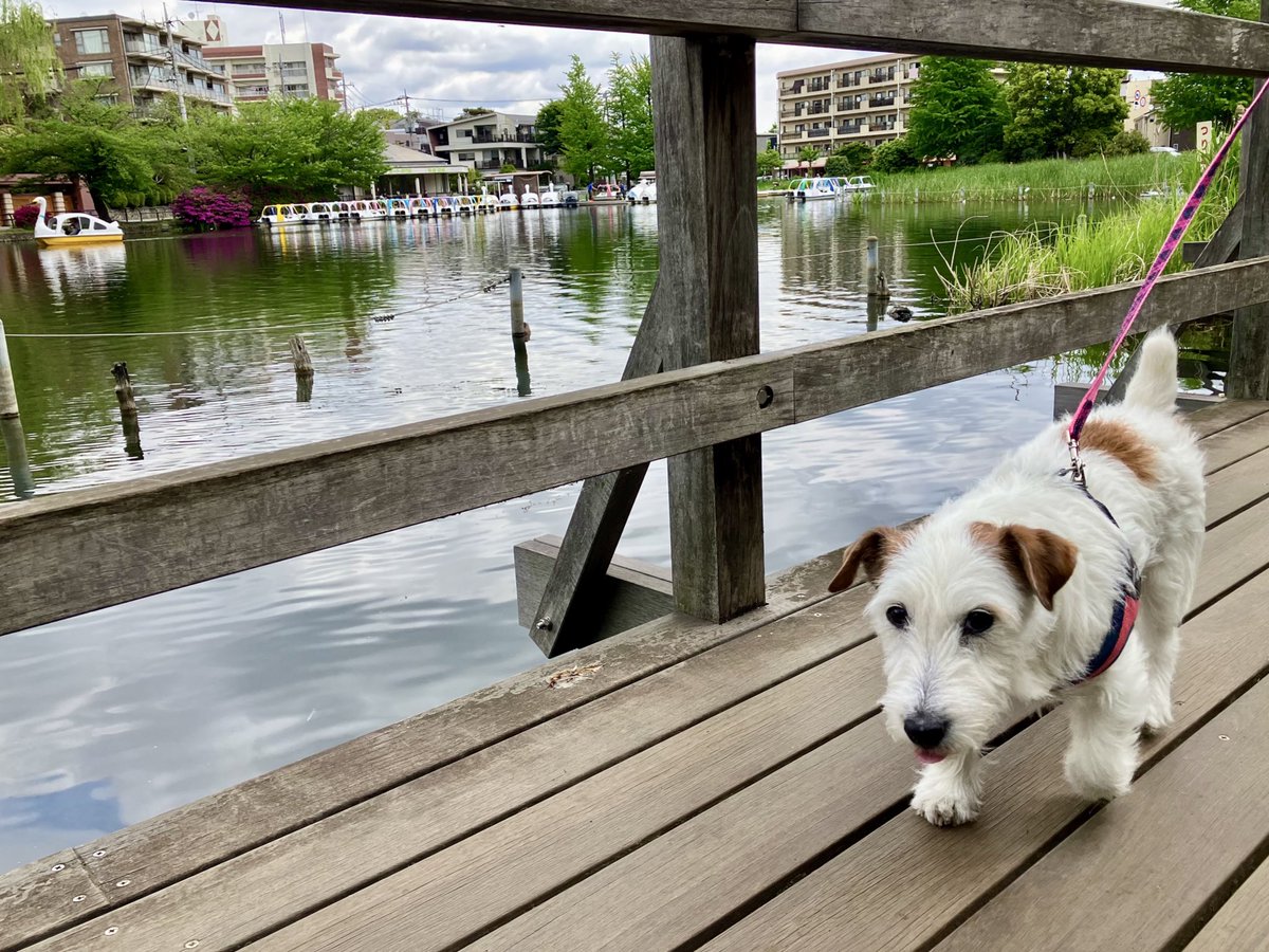 ビーバー天国 tweet media