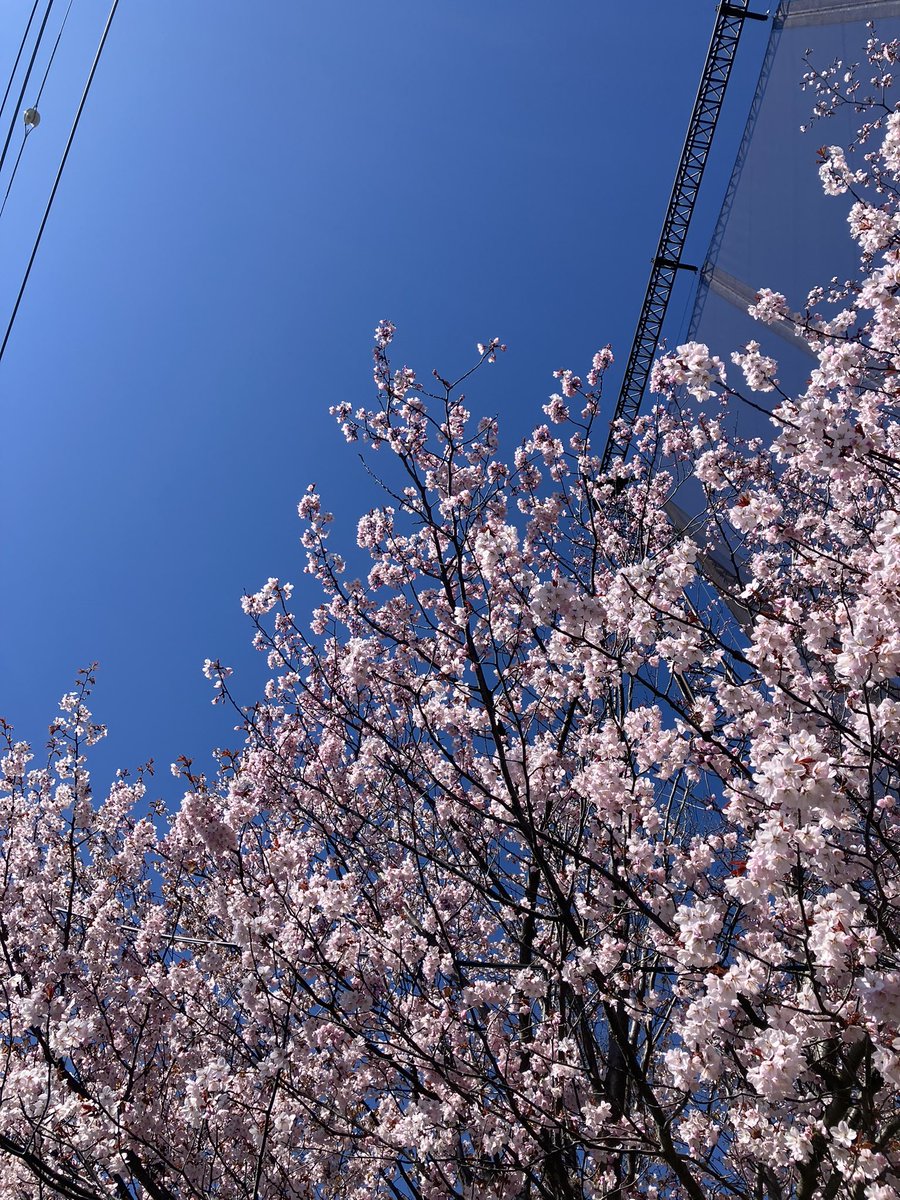 地獄どんぐり tweet media