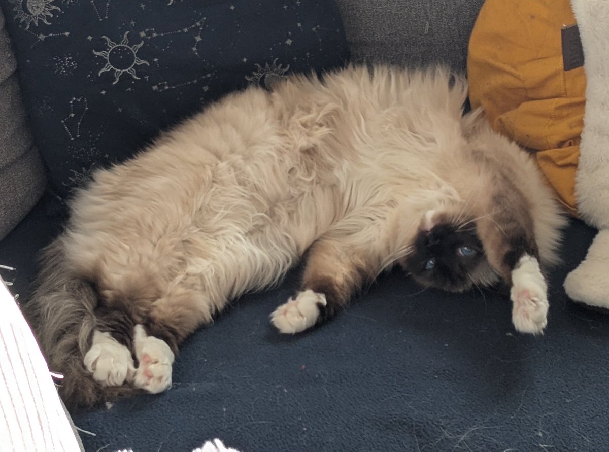 ☽ Luna ☾ tweet media
