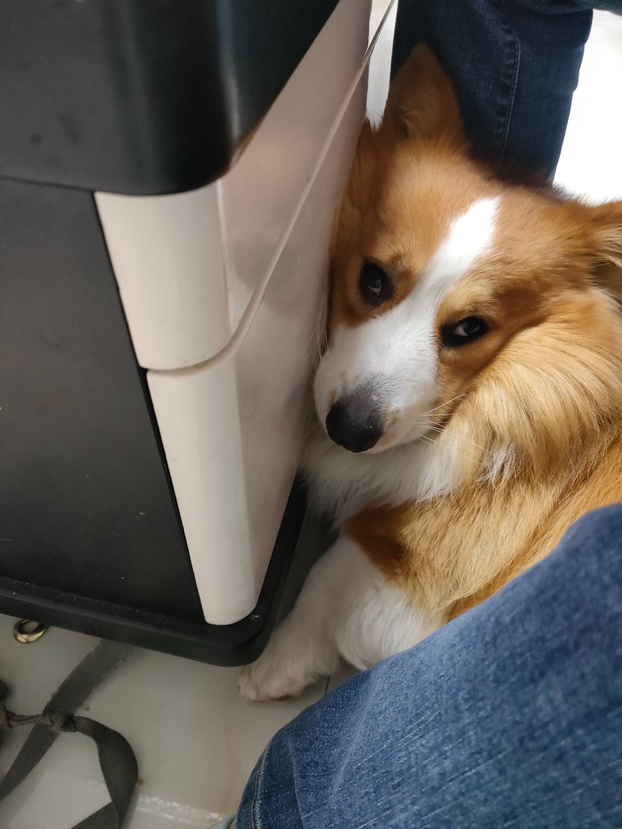 KabilChakma3's tweet image. "When life feels messy, your fur baby’s snuggles are the only reset button you need  #PetLove #FurBabyMagic"