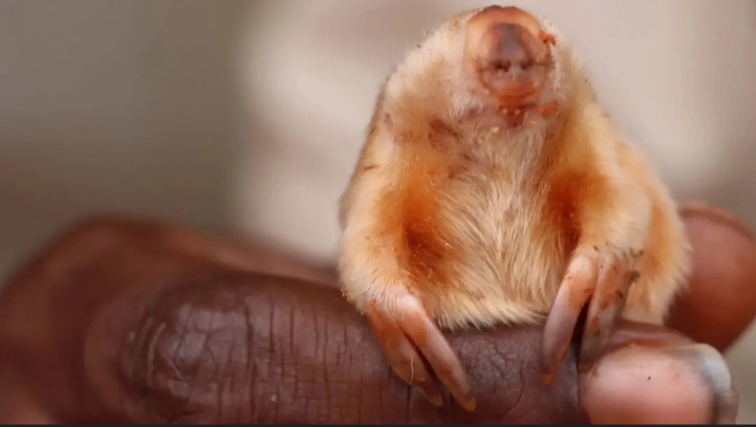 БorisEdiacarov3D♻️ tweet media