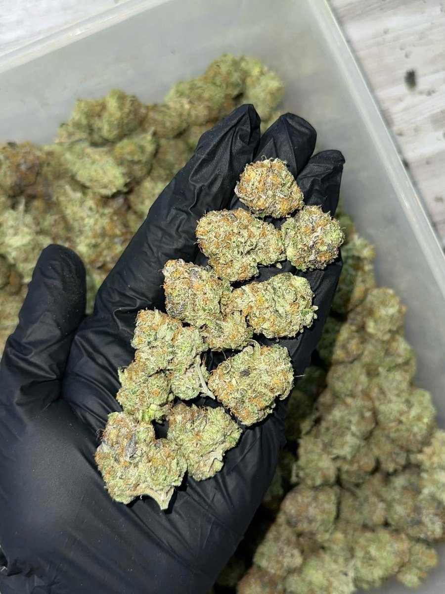 secretboygroup's tweet image. 💚Watermelon OG🍉
Indica 70% | Indoor Grade💯
Sleepy
Relaxed
Hungry

flavors🤩
Sweet
Tropical
Tree fruit
💵 : 50G 1,250฿ | 100G 2,000฿ | 1,000G 15,000฿
Contact : lin.ee/oKJ6bUs

#กัญชา #OG #weedTH #กัญชารังสิต #กรุงเทพ