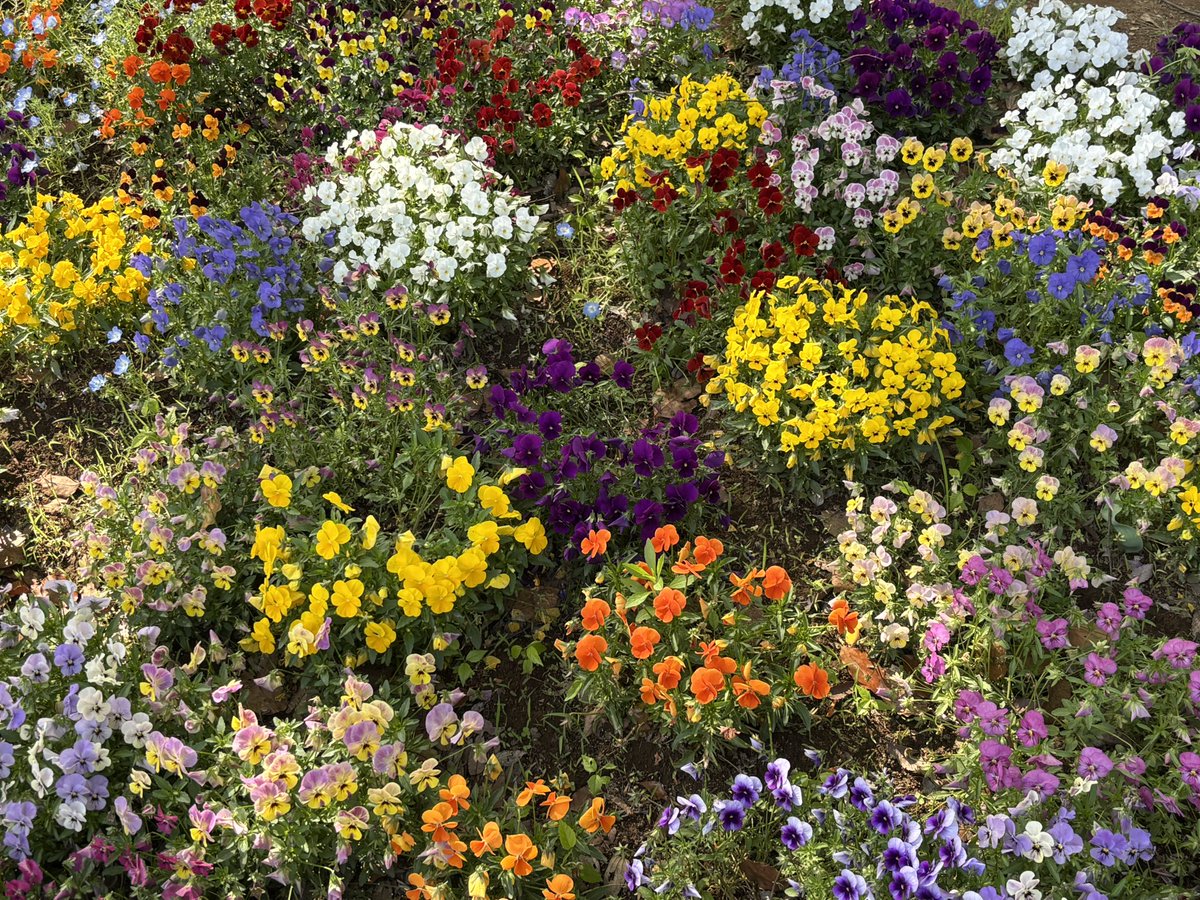 ぎんちゃん tweet media