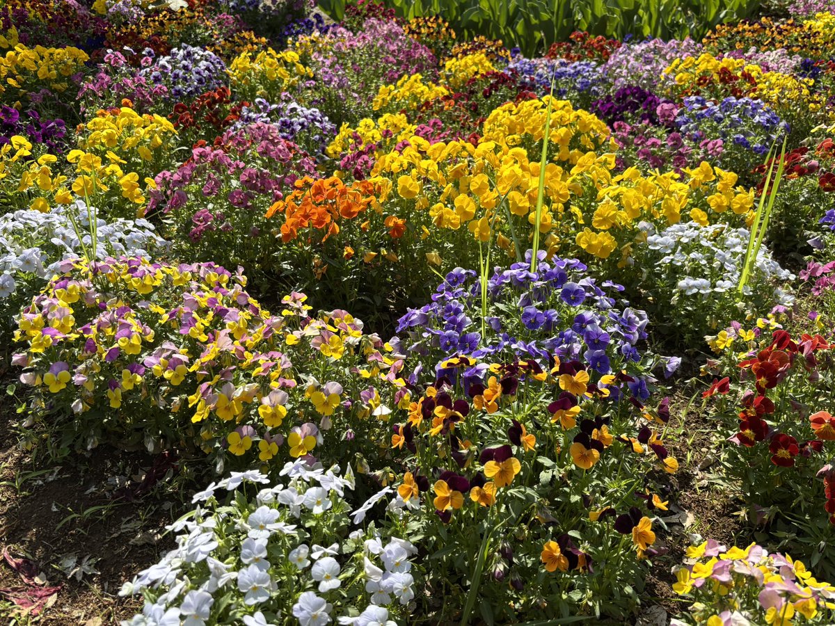 ぎんちゃん tweet media