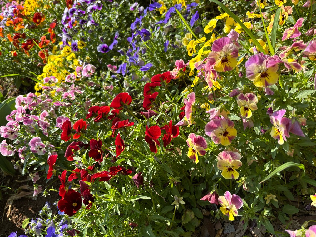 ぎんちゃん tweet media