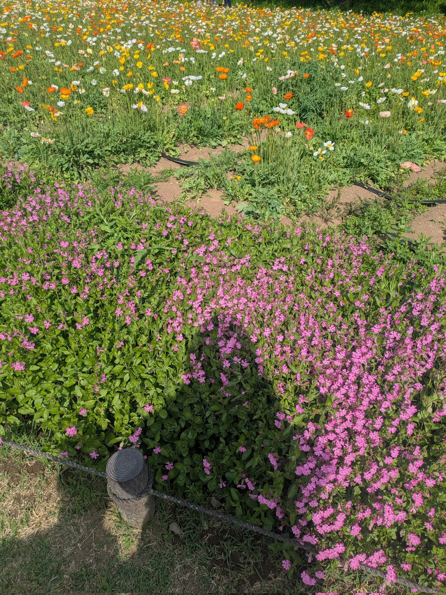 karin-co💚 tweet media