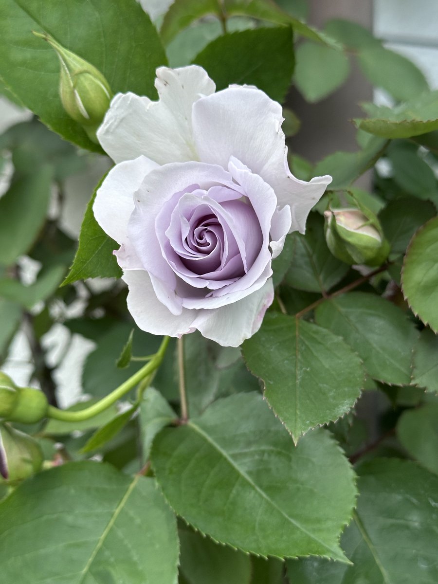 ブリエッタローズ tweet media