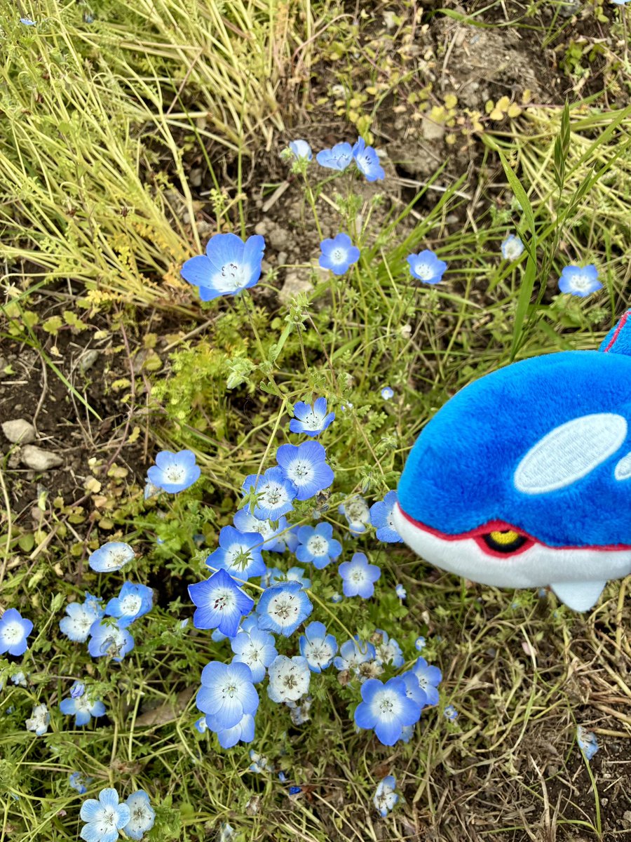 Mstokb's tweet photo. 今日はネモフィラを見に行きました❁⃘*.ﾟ
 #舎人公園  #ポケモンfit https://t.co/pa2PD8GXjj