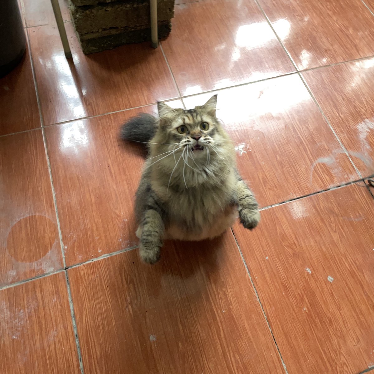 Pak RT Koko tweet media