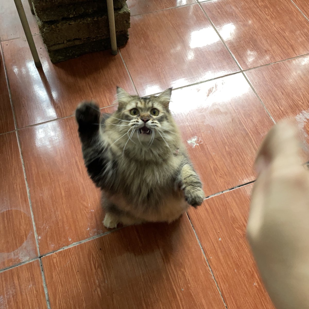 Pak RT Koko tweet media