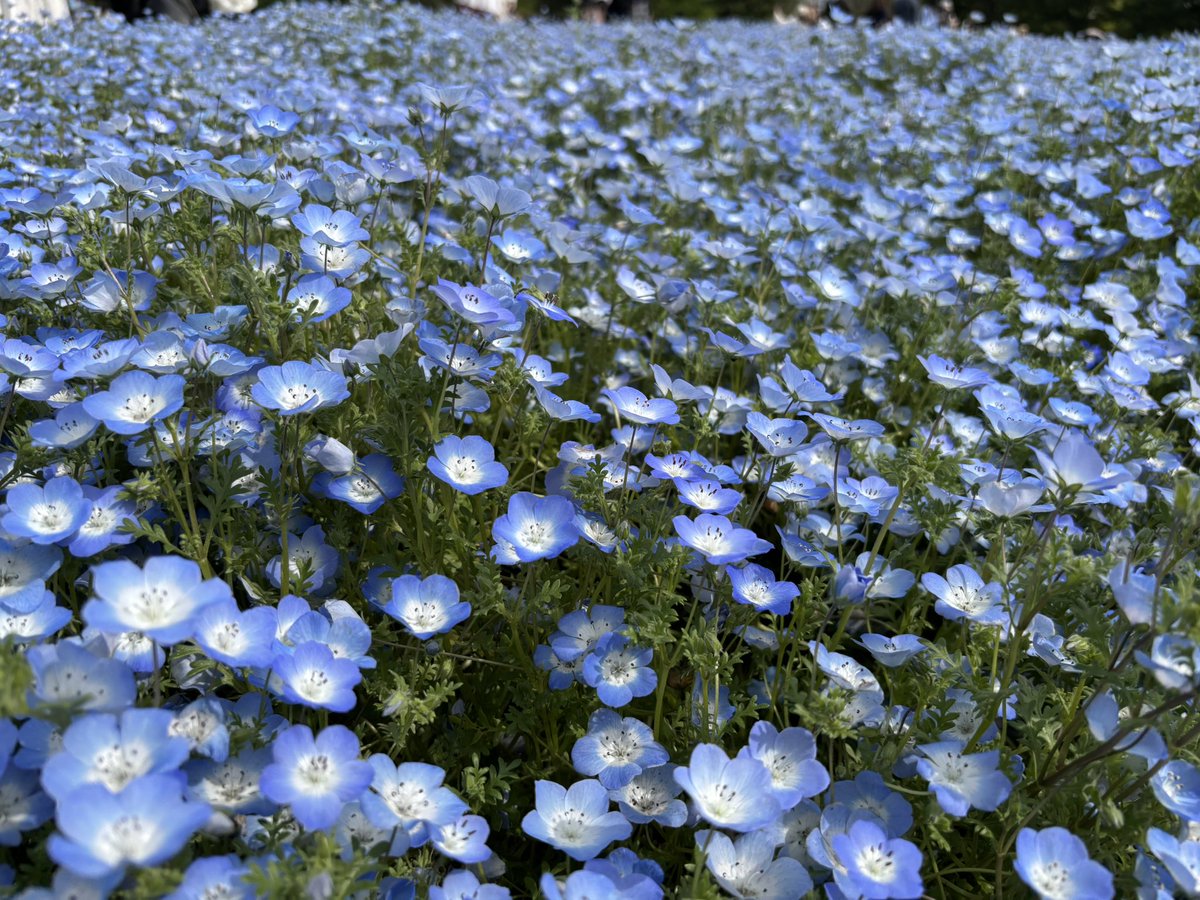 ぎんちゃん tweet media