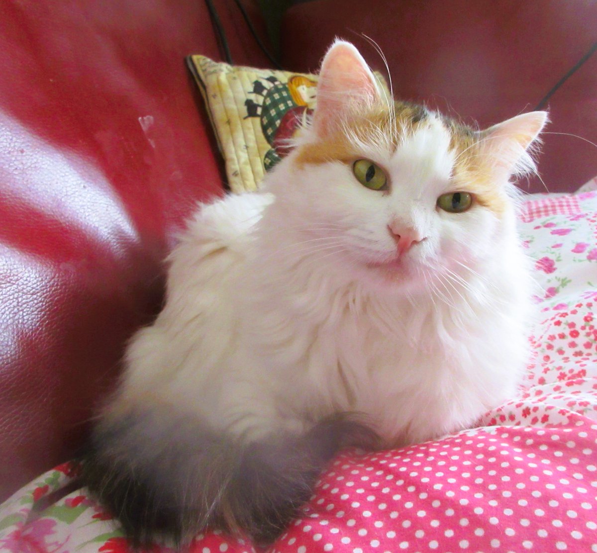 CatTulpan's tweet image. Orontes is a slow learner. He keeps walking right past me. I let him know that he shouldn't do this.He shouldn't complain.
#Caterday #TurkishVanCats #CatsOfTwqitter